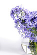 Delicate blue flowers