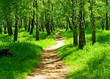 green forest