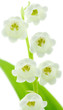 clochettes de muguet, fond blanc