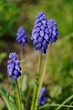 Forget-me-not / Myosotis
