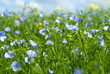 flax flowers