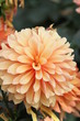 dahlia