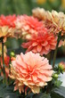 dahlia