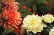 dahlia