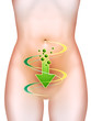 Ilustración: Bowel health Bowel health