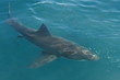 requin blanc