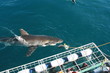 requin blanc