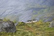 Sheep on the mountains of the Lofoten Islands, Norway