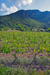 Vineyards growing in the Saint Chinian region of France
