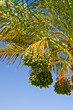 Date palm.