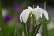 Iris 花菖蒲 (東京・水