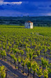 A solitary hut in vineyards A solitary hut in vineyards