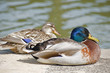 Two ducks at the side of the Canal du Midi Two ducks at the side of the Canal du Midi