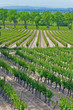 Vineyards in the Languedoc Vineyards in the Languedoc