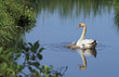 swan