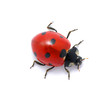 Ladybug on  white