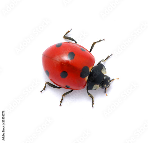 Foto: Ladybug on white Ladybug on white
