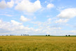 cornfield trees and cloudy blue sky