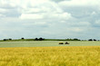 cornfield tractor cloudy sky