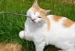 domestic cat playing