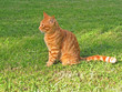 Red cat