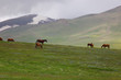 Horses in mountains