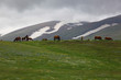 Horses in mountains