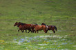 Running horses
