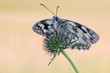 Schachbrettfalter