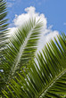 Palm frond with clouds in background.