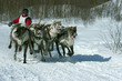 Four running reindeers Four running reindeers