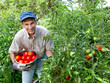 Photo en ligne au meilleur prix Happy Man Picking Tomatoes in His Vegetable Garden