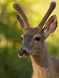 Blacktail Deer Portrait