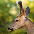Blacktail Stag Profile