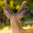 Blacktail Stag in Velvet