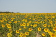 campo de girasoles