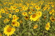 girasoles