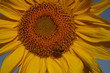 girasol