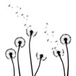 collection, for designers, plant vector collection, for designers, plant vector