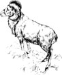 Mouflon