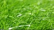 Video: New fresh green garden grass flapping in the wind New fresh green garden grass flapping in the wind