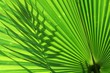 Tropical palm leaf and shadow Tropical palm leaf and shadow