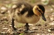 Why did the duckling...