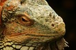 Iguana