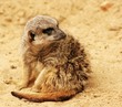 Meerkat caution