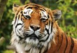 Tiger portrait