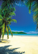 plage & palmier plage & palmier
