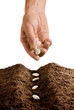 farmer seeding farmer seeding