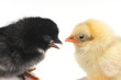 Poussin