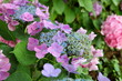 hydrangea / アジサイ (東京・水元公園) hydrangea / アジサイ (東京・水元公園)